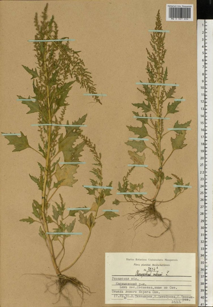 Chenopodium rubrum