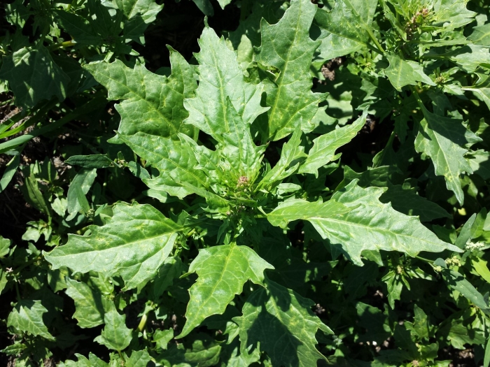 Chenopodium pallidicaule