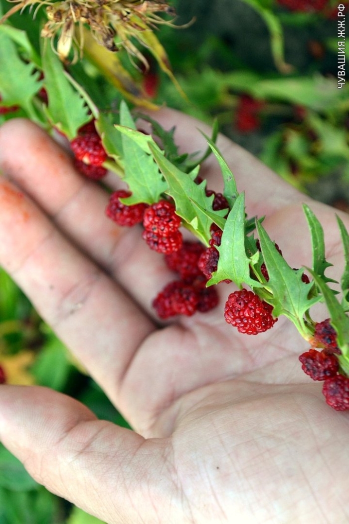 Шпинат земляничный