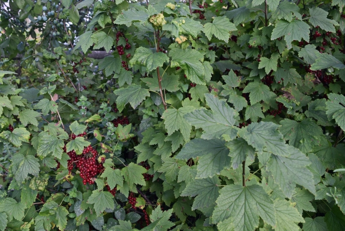 Красная смородина