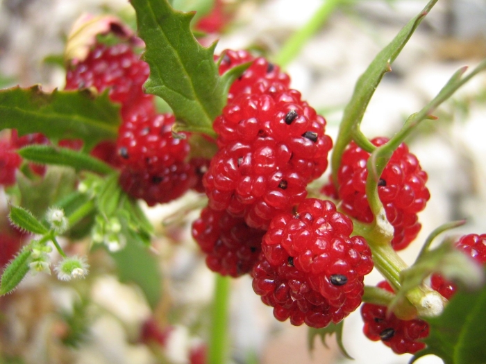 Земляничная малина