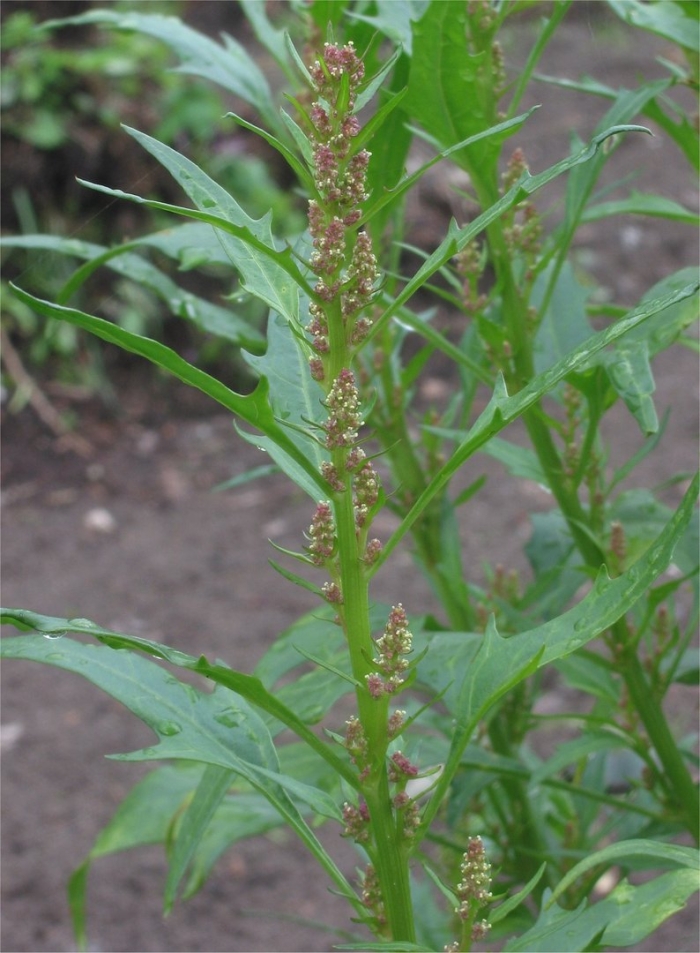 Марь сизая (chenopodium glaucum)