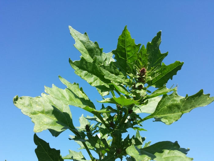 Chenopodium rubrum