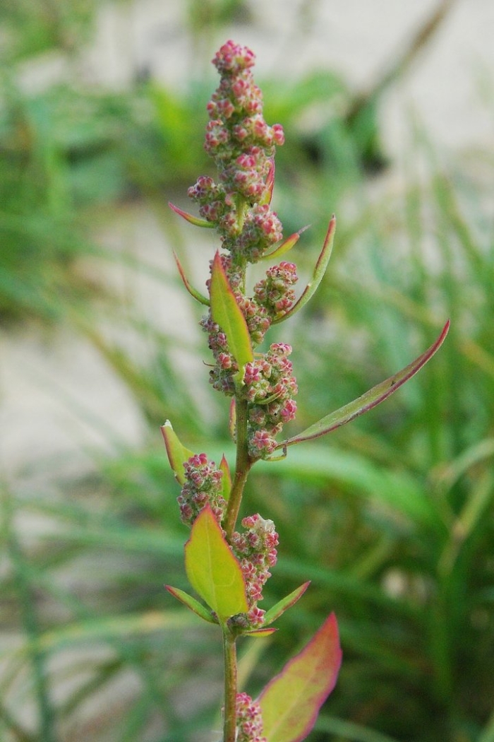 Chenopodium strictum