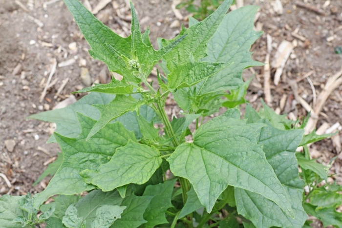 Chenopodium hybridum