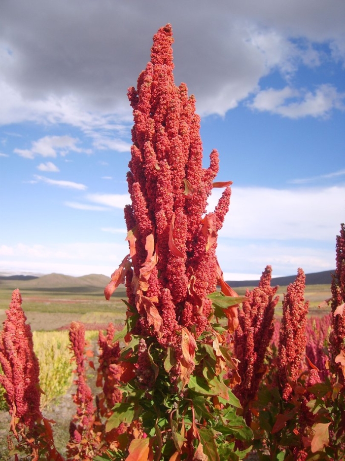 Лебеда квиноа