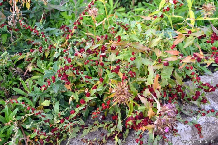 Шпинат земляничный описание