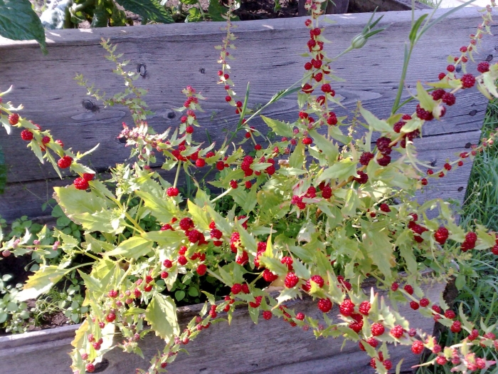 Chenopodium capitatum
