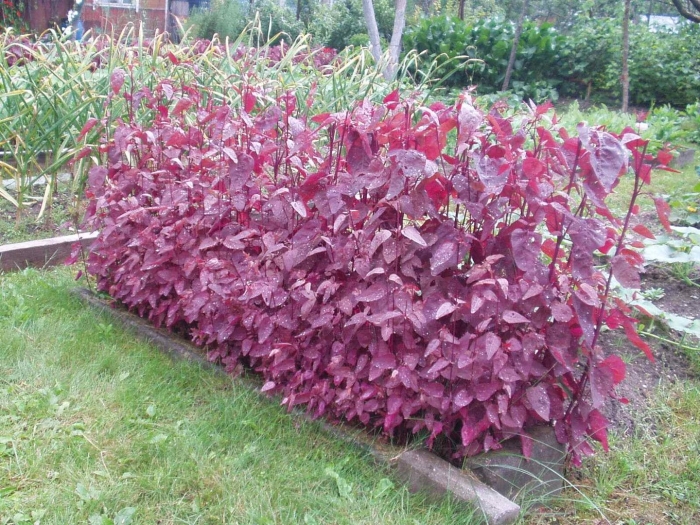 Лебеда садовая