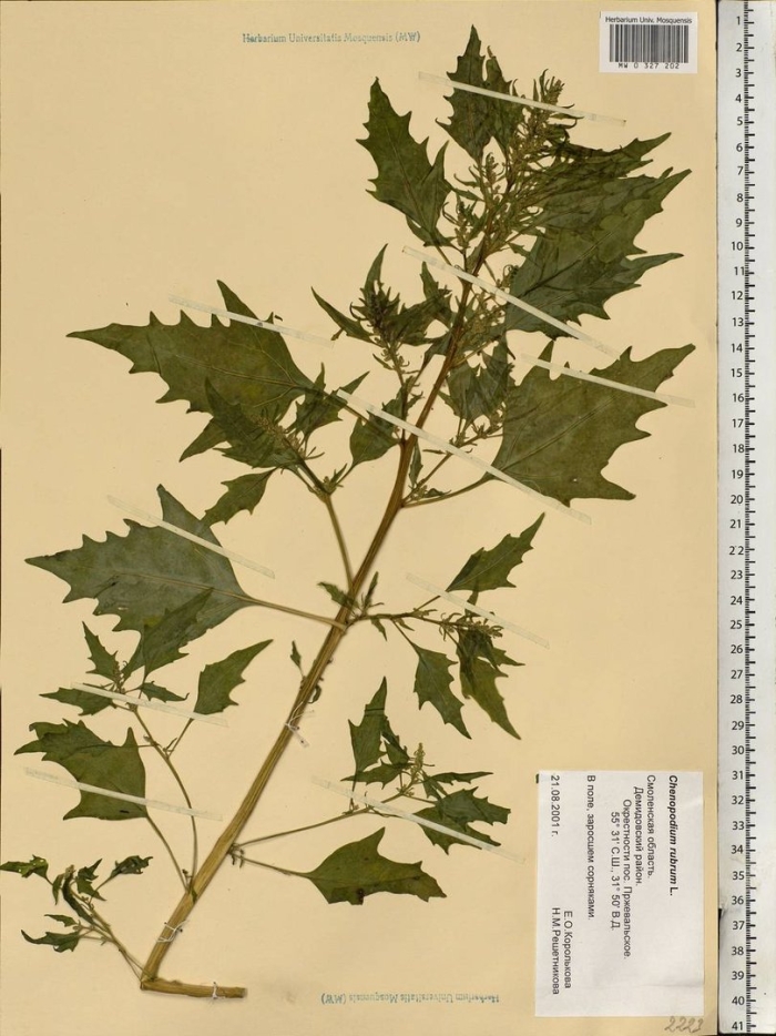 Atriplex sagittata