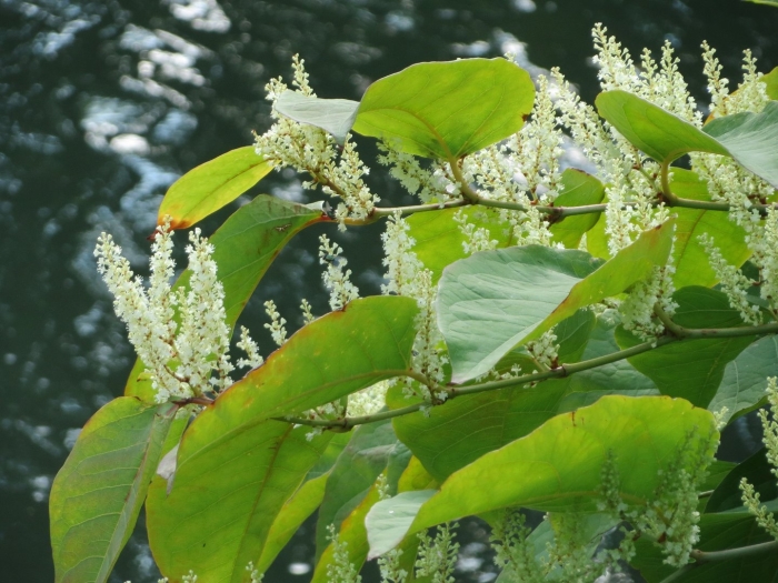 Рейнутрия богемская reynoutria bohemica