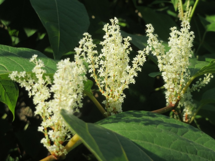 Сахалинский горец растение