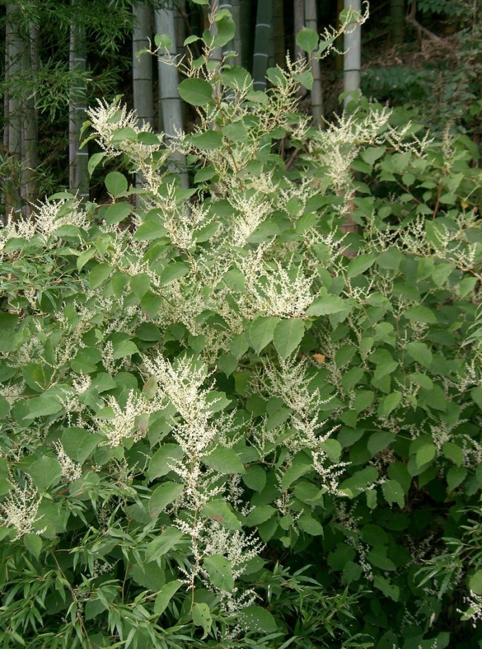 Рейнутрия японская fallopia japonica