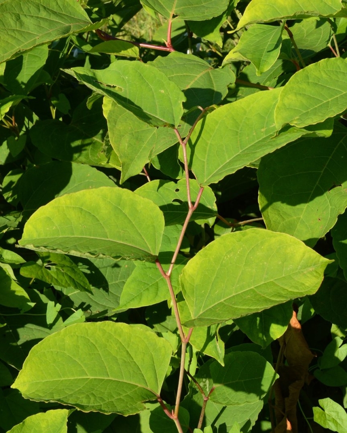 Fallopia japonica (japanese knotweed)