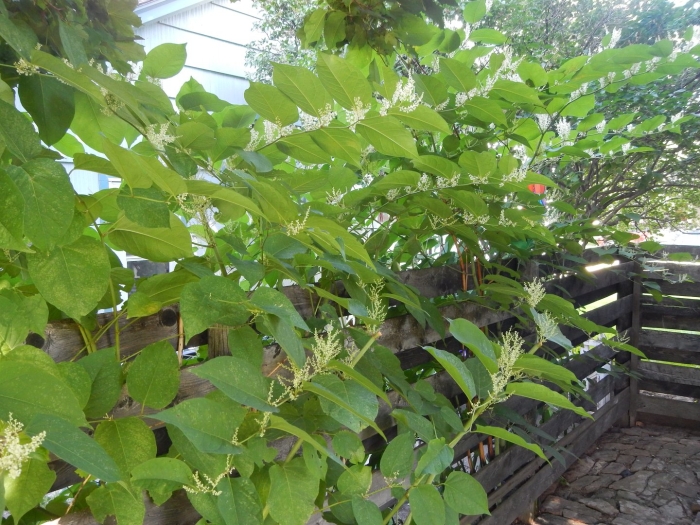 Polygonum cuspidatum