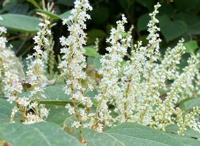 Polygonum cuspidatum
