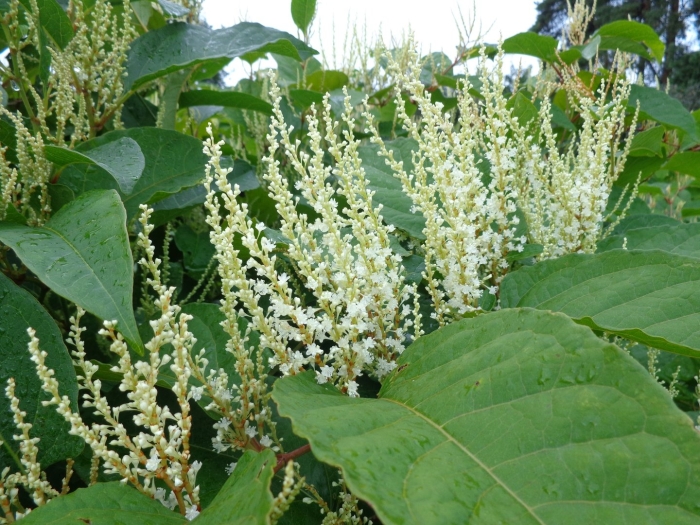 Горец многоцветковый (фаллопия)