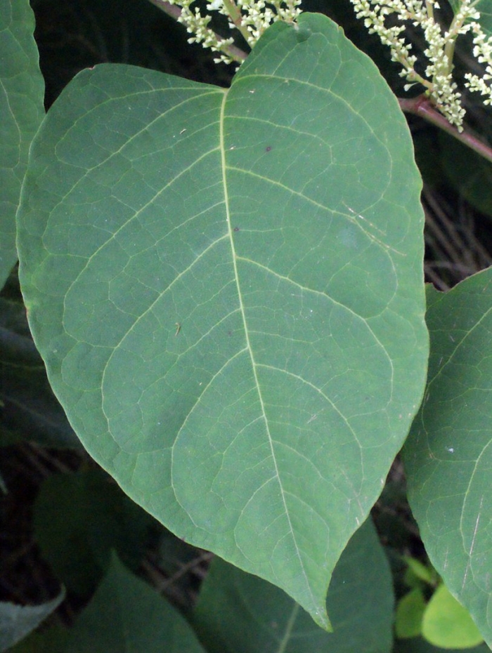 Reynoutria japonica leaf
