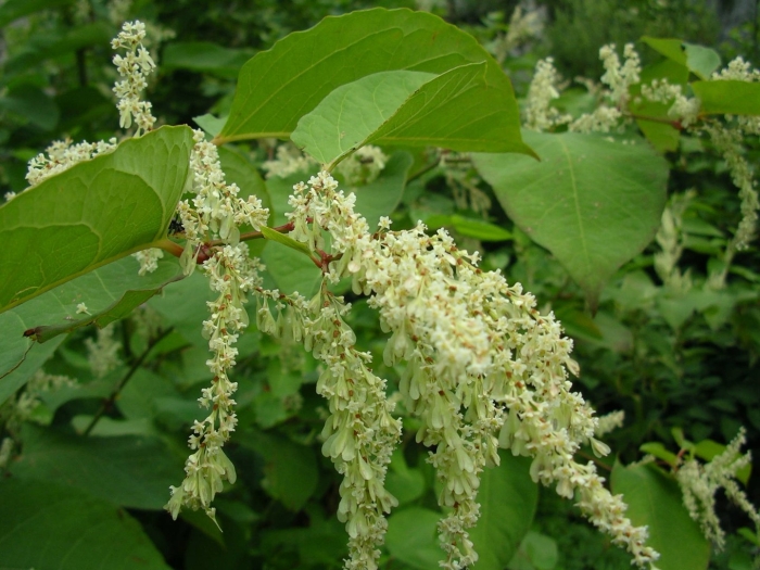 Растение горец сахалинский