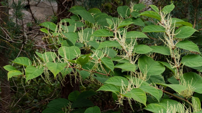 Рейнутрия японская fallopia japonica