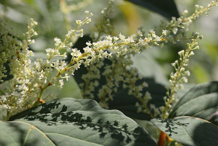 Reynoutria japonica
