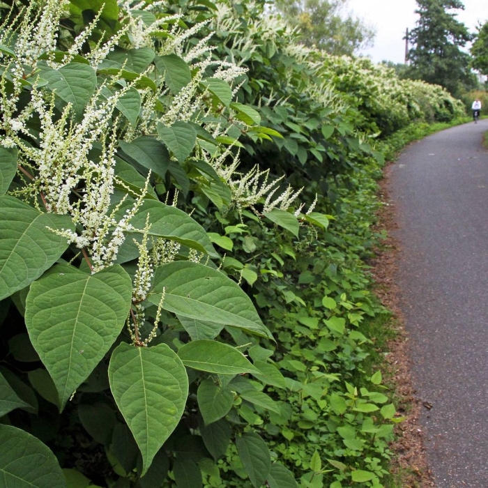 Рейнутрия сахалинская гречиха reynoutria