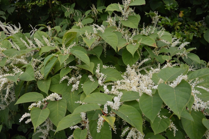 Рейнутрия японская fallopia japonica