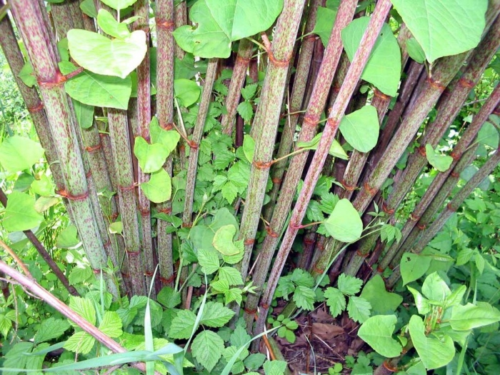 Japanese knotweed