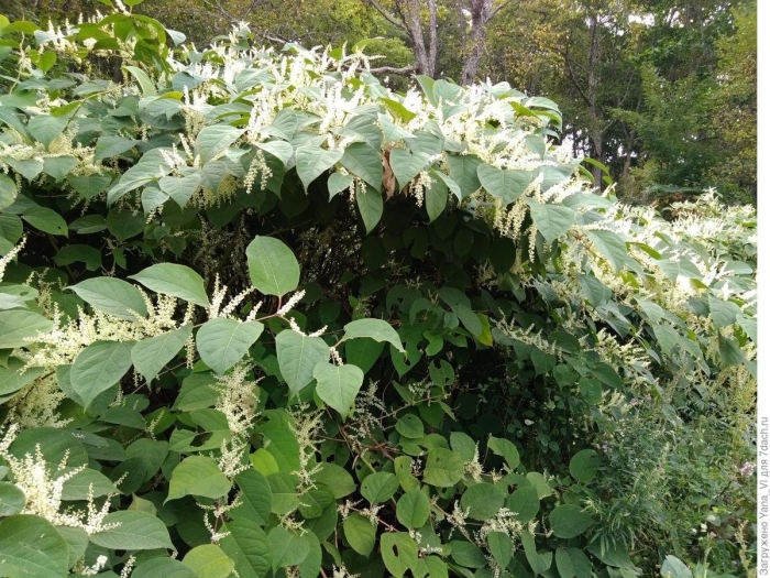 Горец сахалинский.( рейнутрия) сибирский бамбук.