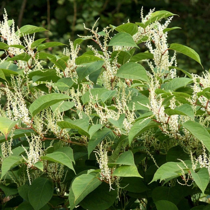 Горец вейриха