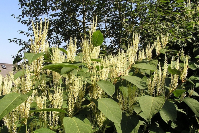 Горец сахалинский бамбук сибирский