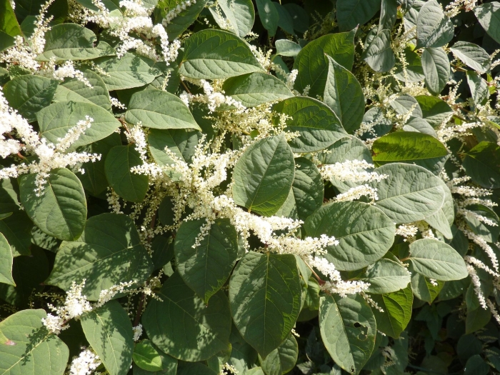 Рейнутрия японская - reynoutria japonica (houtt.)