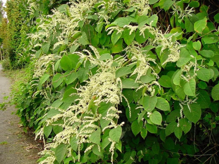 Гречиха сахалинская горец сахалинский