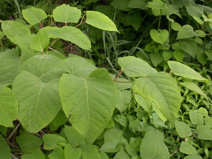 Reynoutria sachalinensis