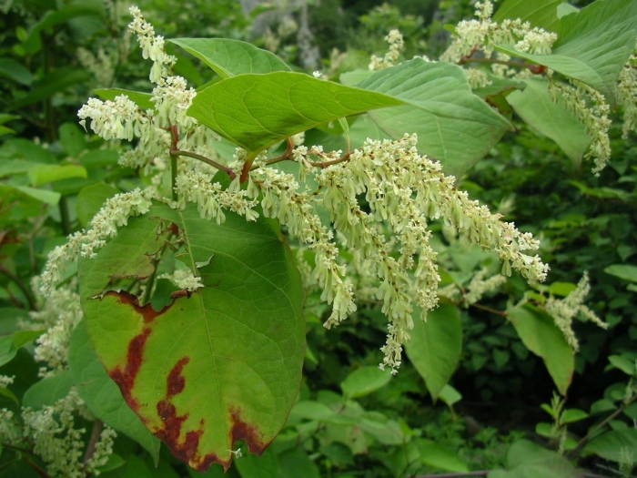 Reynoutria japonica