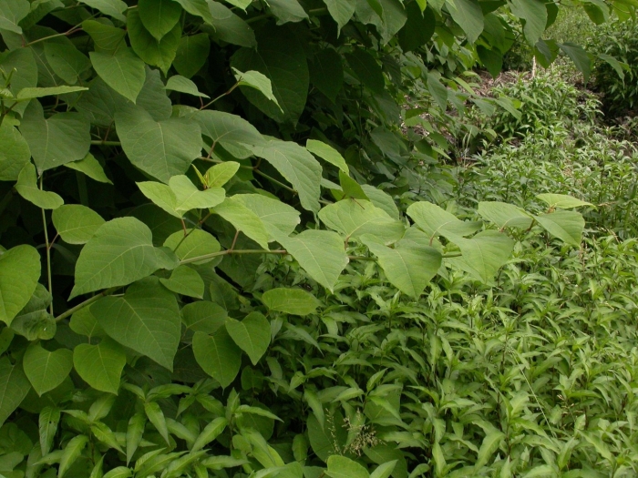 Рейнутрия сахалинская reynoutria sachalinensis