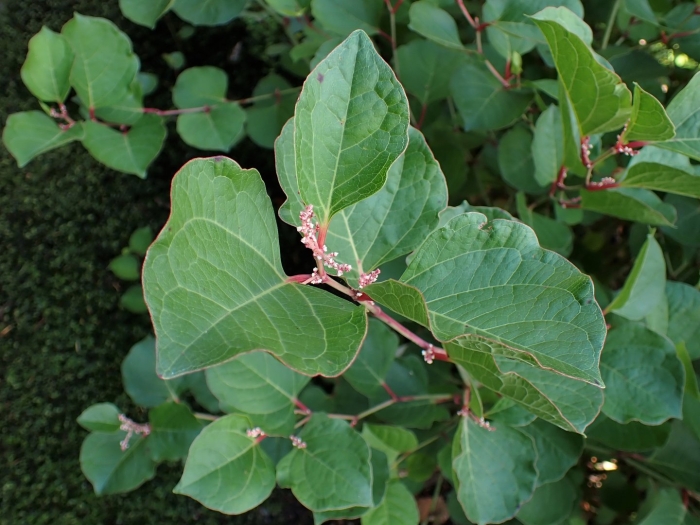 Рейнутрия сахалинская растение