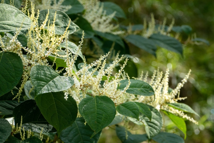 Рейнутрия богемская