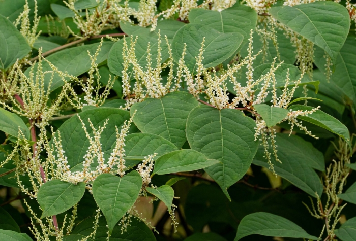 Рейнутрия японская fallopia japonica