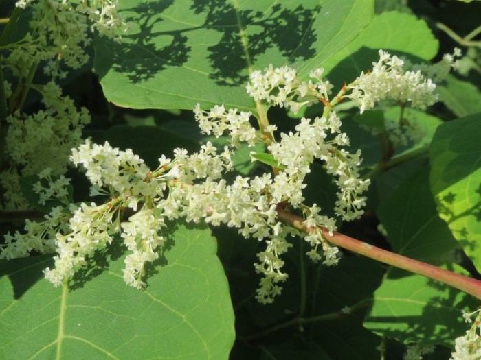 Fallopia sachalinensis