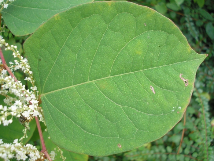 Reynoutria japonica