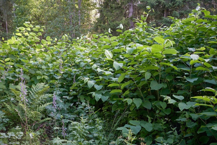 Japanese knotweed растение