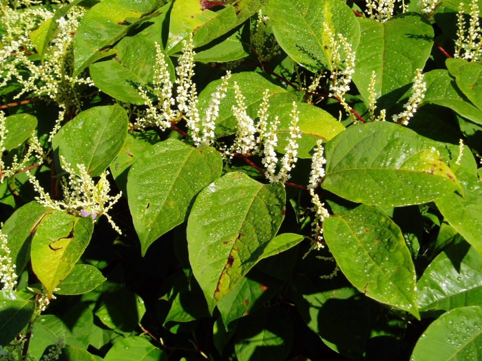 Reynoutria japonica