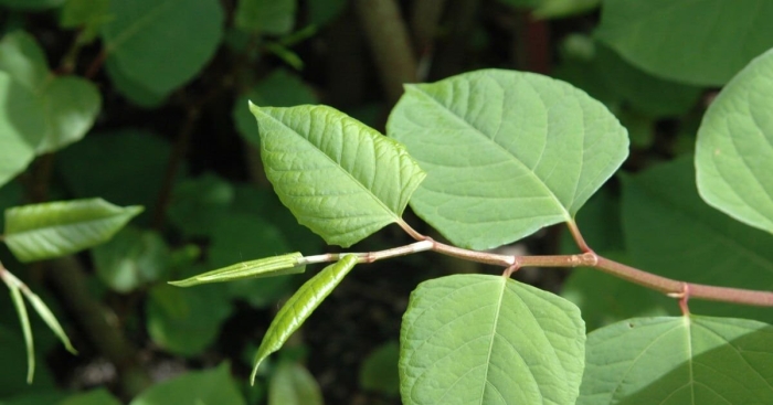 Fallopia japonica
