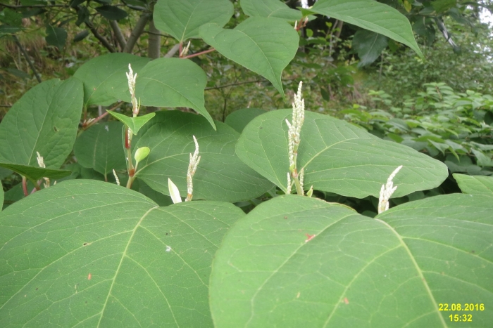 Рейнутрия японская - reynoutria japonica (houtt.)