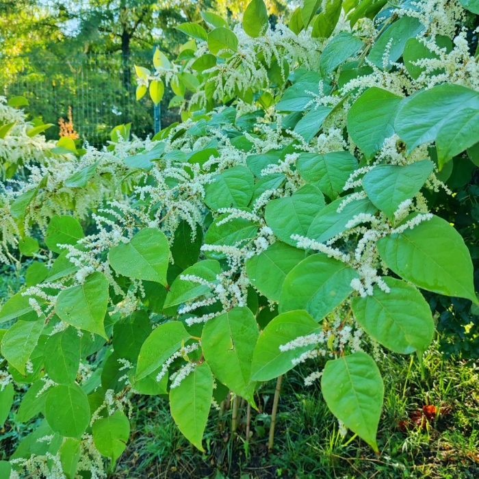 Гречиха сахалинская горец сахалинский