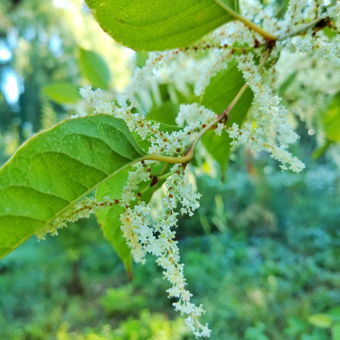 Polygonum cuspidatum