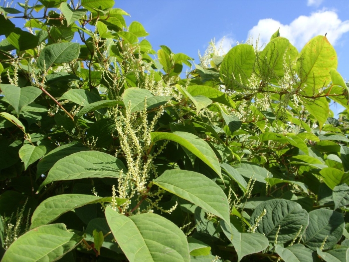 Рейнутрия сахалинская гречиха