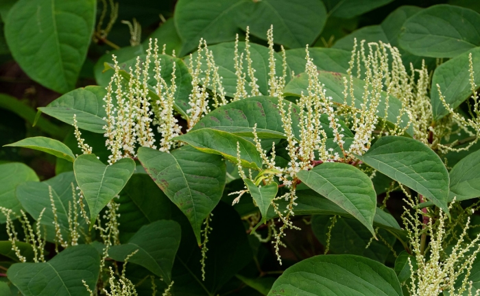 Polygonum cuspidatum экстракт