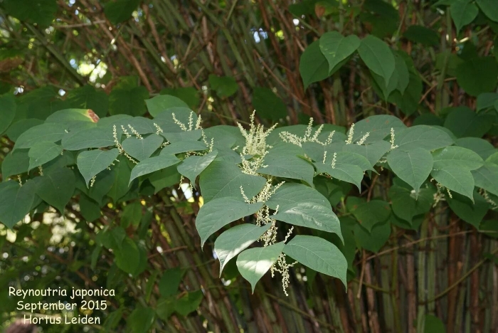 Рейнутрия японская (горец сахалинский)